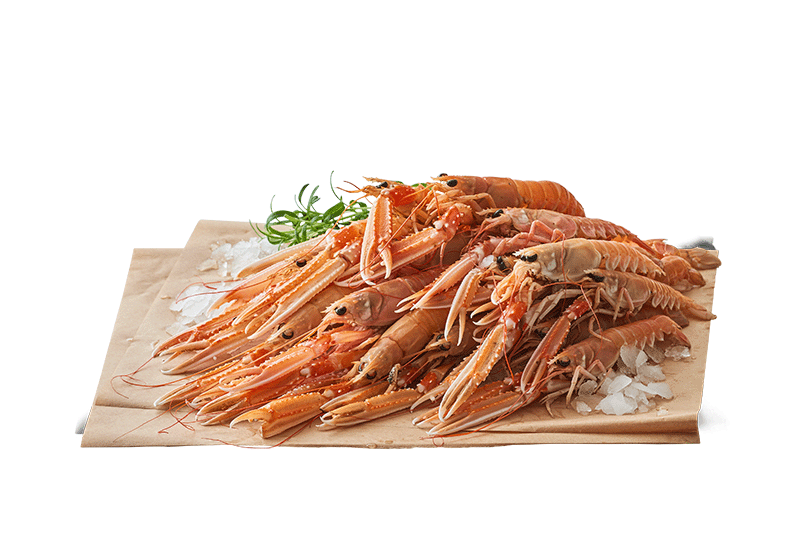 Jomfruhummere, Jomfruhummere