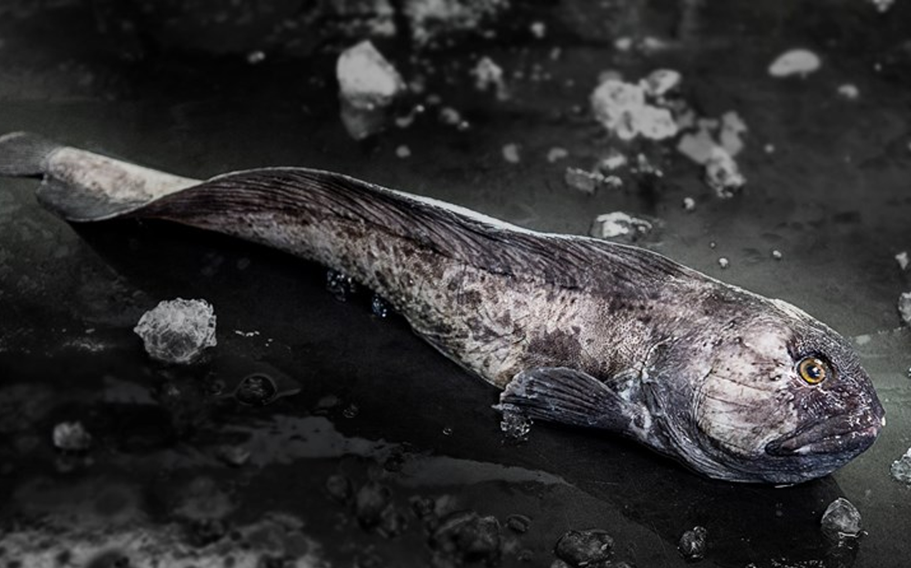 Havkatfilet, Havkatfilet