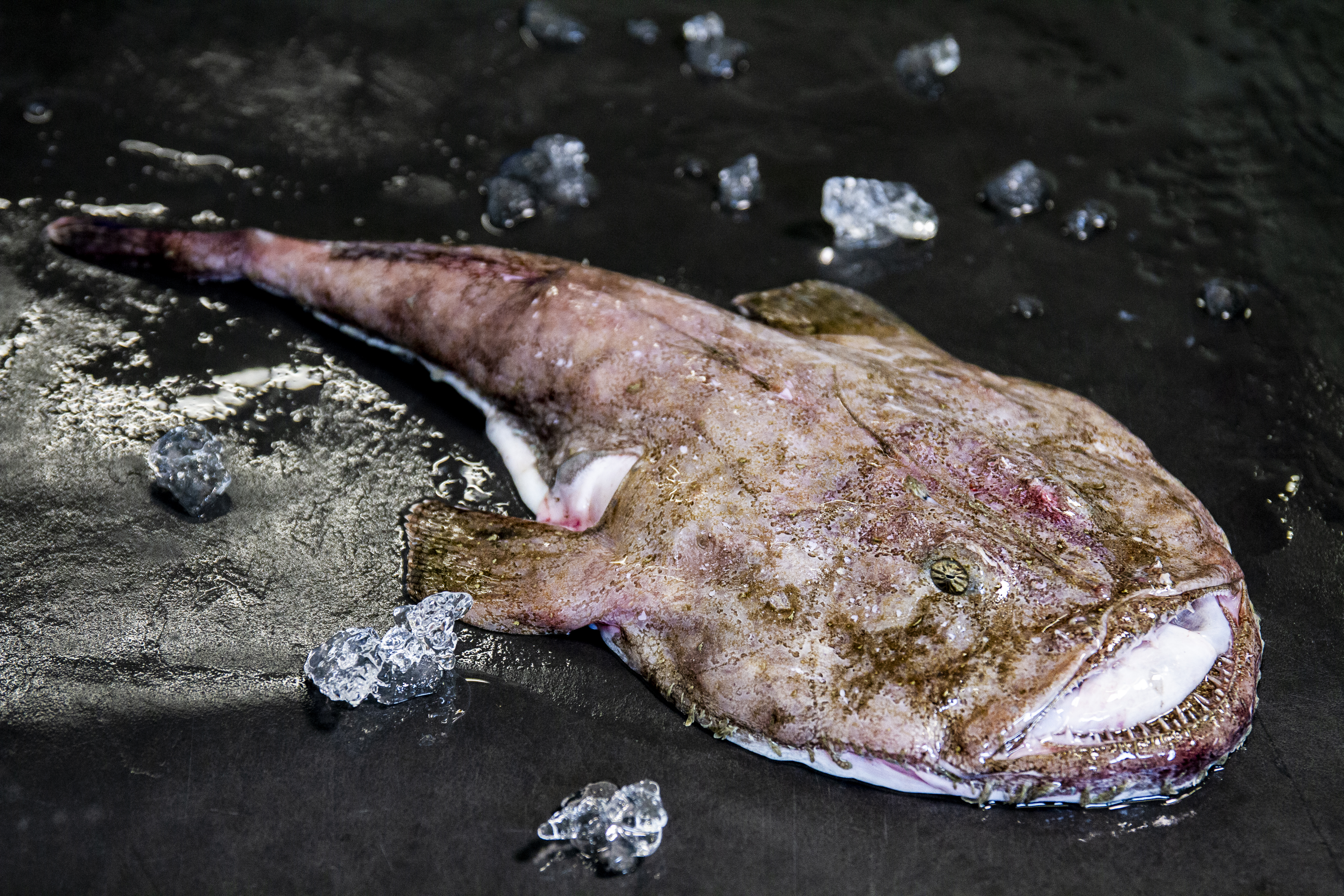 Havtaskehale, Havtaskehale