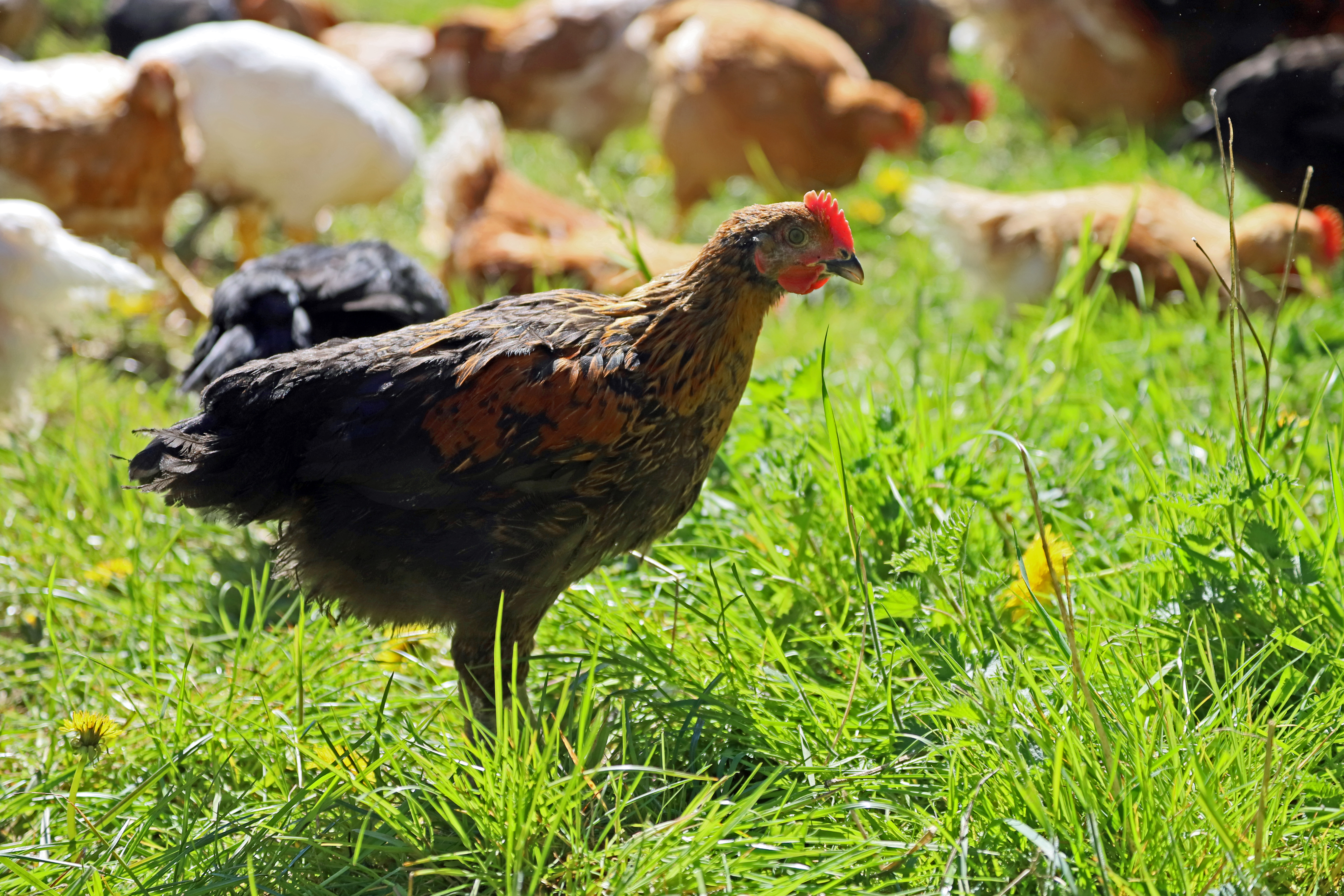 Hel Skovkylling, øko, Hel Skovkylling, øko