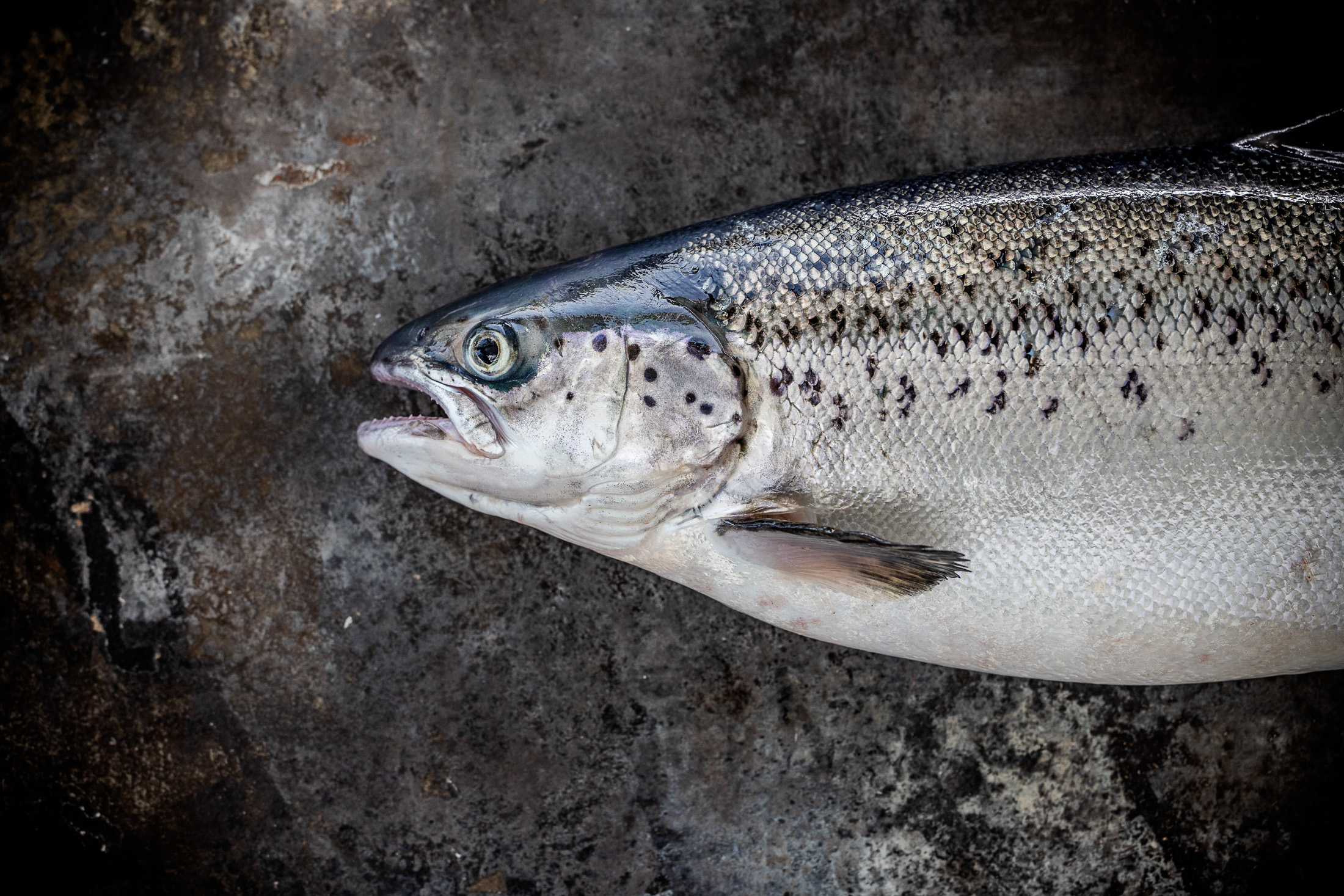 Skagen Salmon, Skagen Salmon
