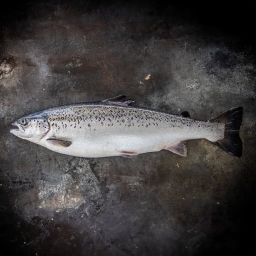 Skagen Salmon TILBUD, Skagen Salmon TILBUD