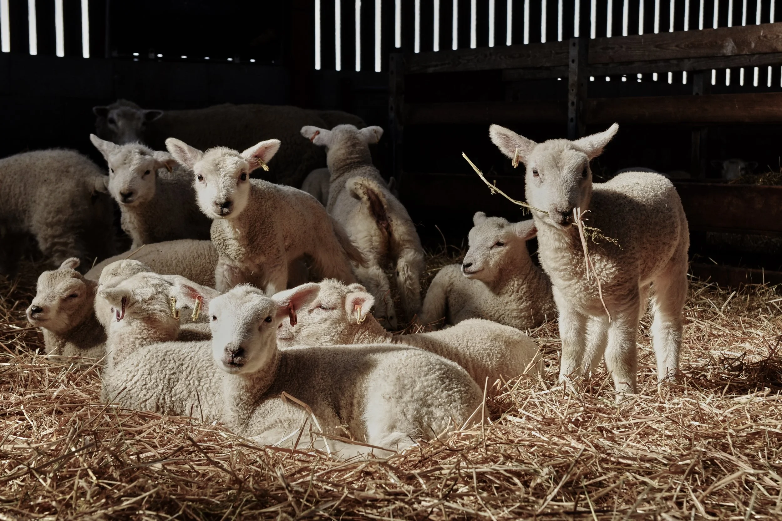 PåskeKassen med lammekølle, PåskeKassen med lammekølle