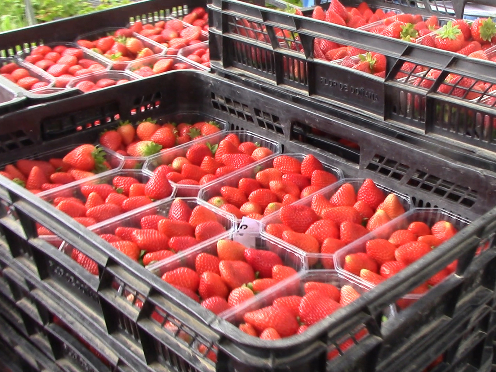 Jordbær kassen 1 kg, Jordbær kassen 1 kg