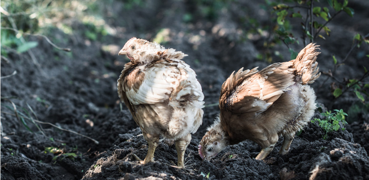 Øko Kylling Kassen, STORKØB, Øko Kylling Kassen, STORKØB