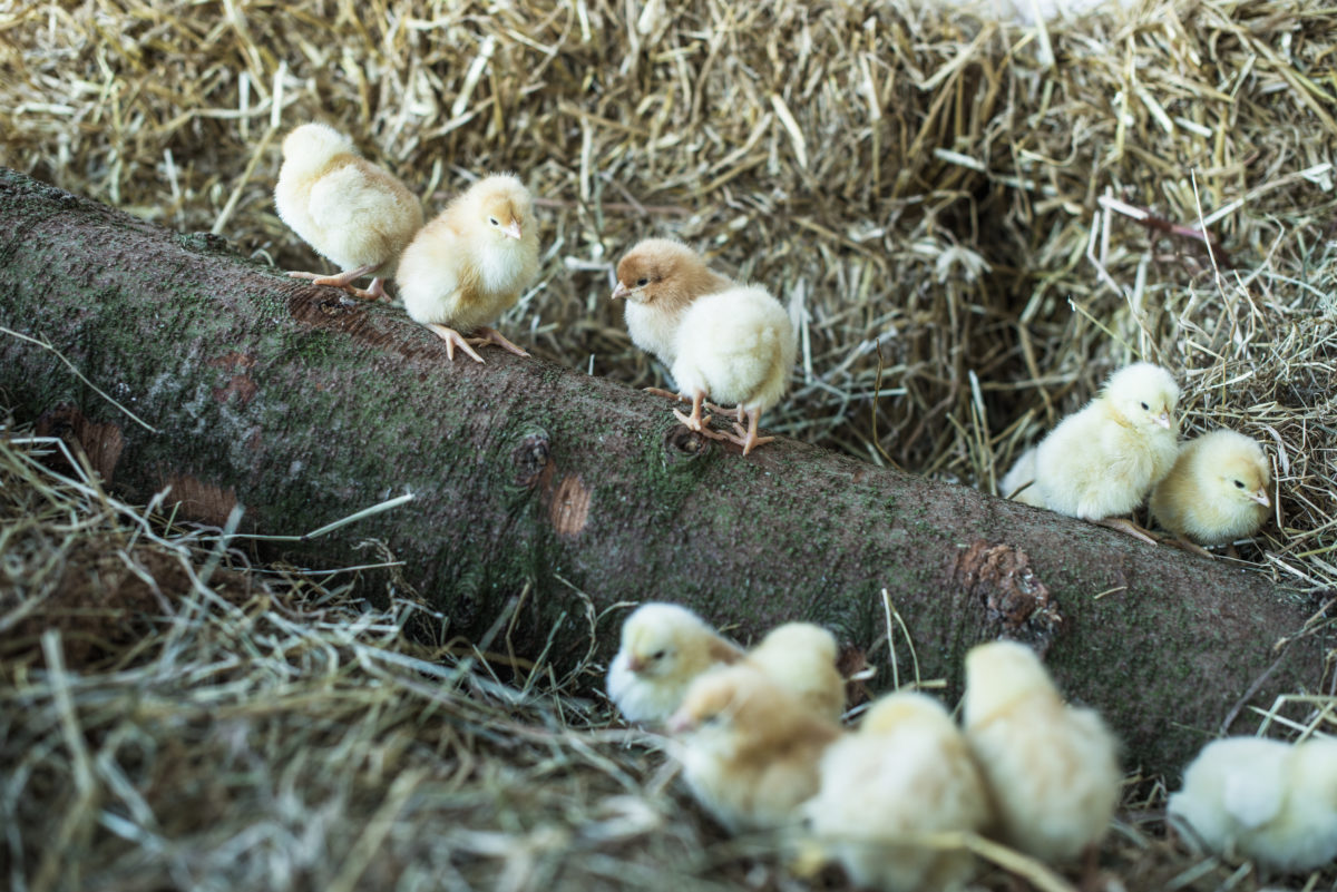 Øko Kylling Kassen, STORKØB, Øko Kylling Kassen, STORKØB