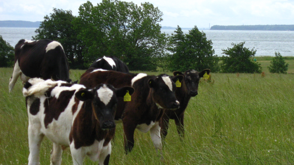 Hakket øko oksekød 8 x 240 g, Hakket øko oksekød 8 x 240 g