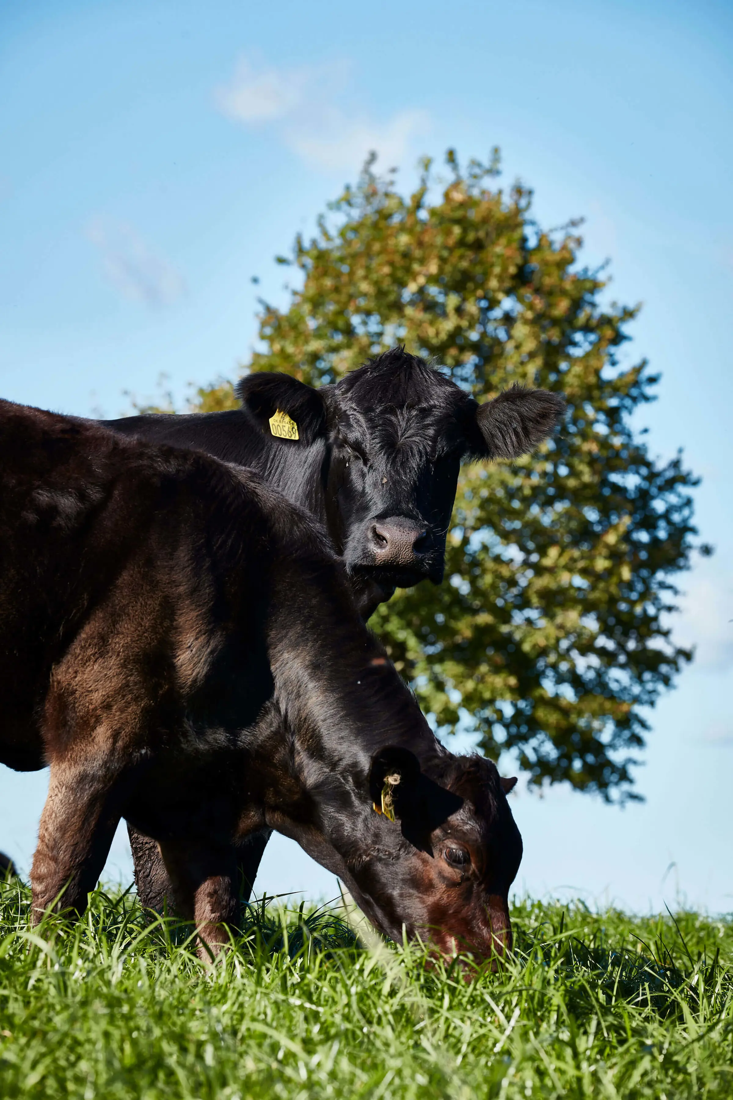 Hakket øko oksekød, STORKØB, Hakket øko oksekød, STORKØB