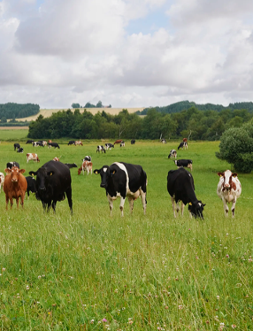 Hakket øko oksekød, STORKØB, Hakket øko oksekød, STORKØB