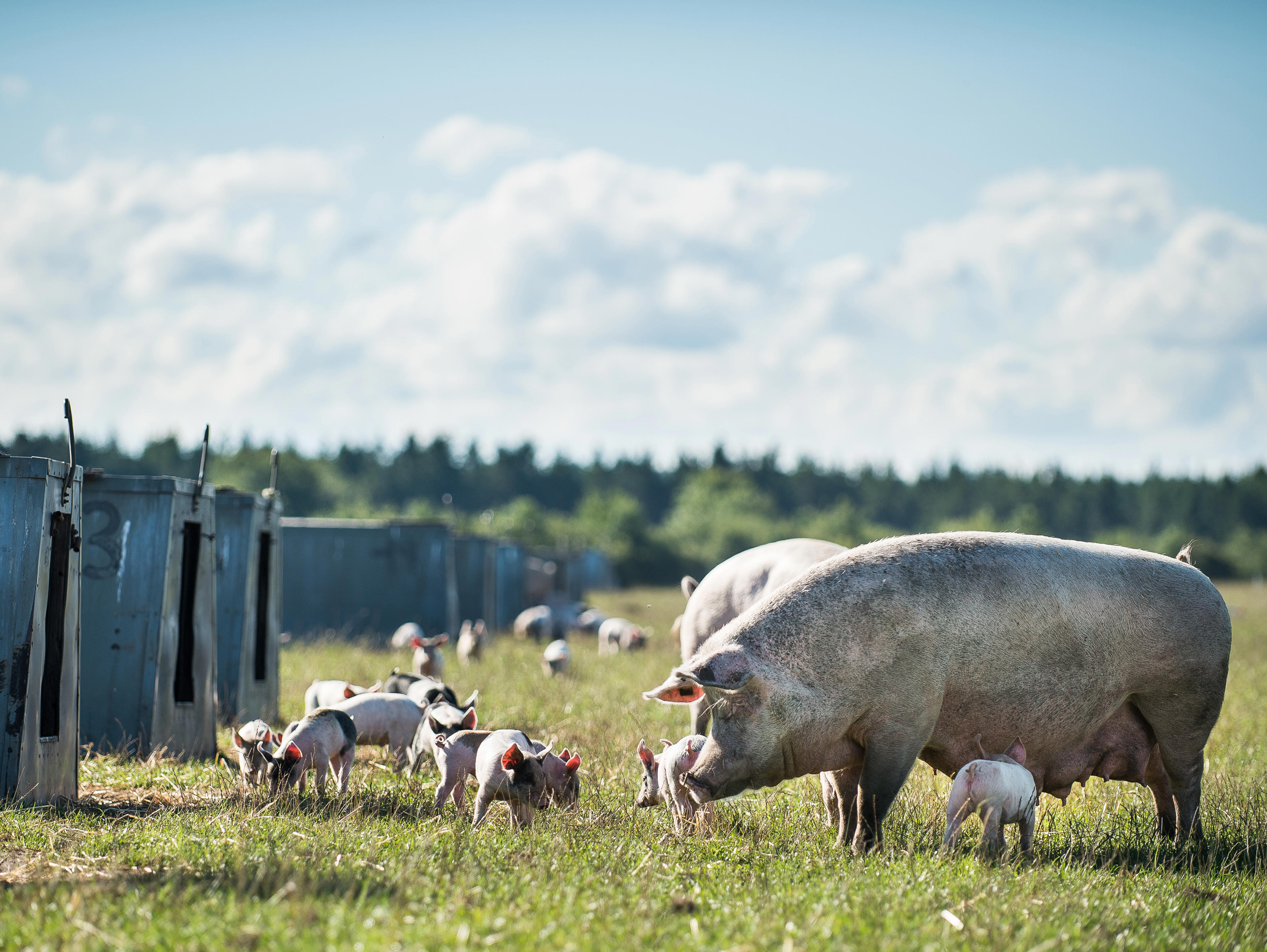 Øko Frikadeller, STORKØB, Øko Frikadeller, STORKØB