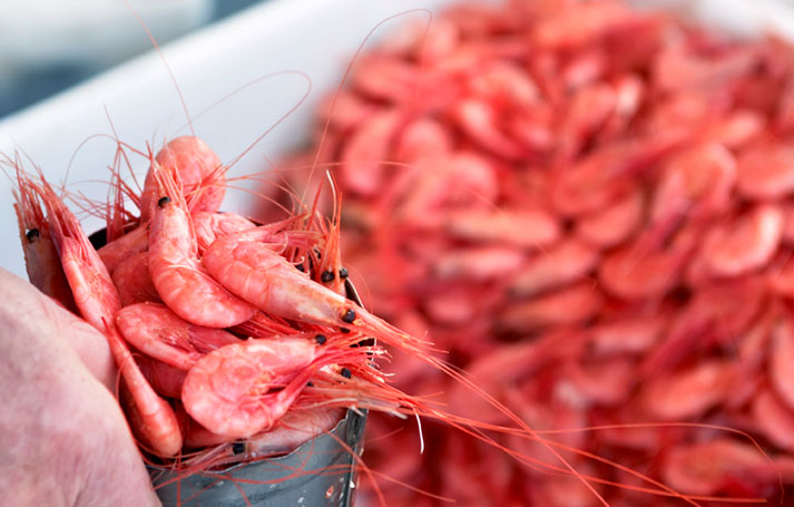 Søkogte Skagen rejer, Søkogte Skagen rejer