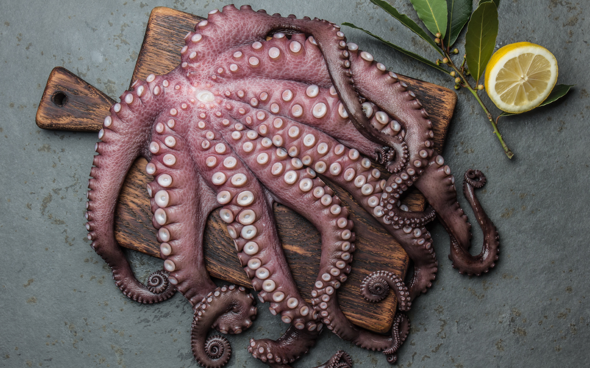 Ottearmet blæksprutte, Ottearmet blæksprutte