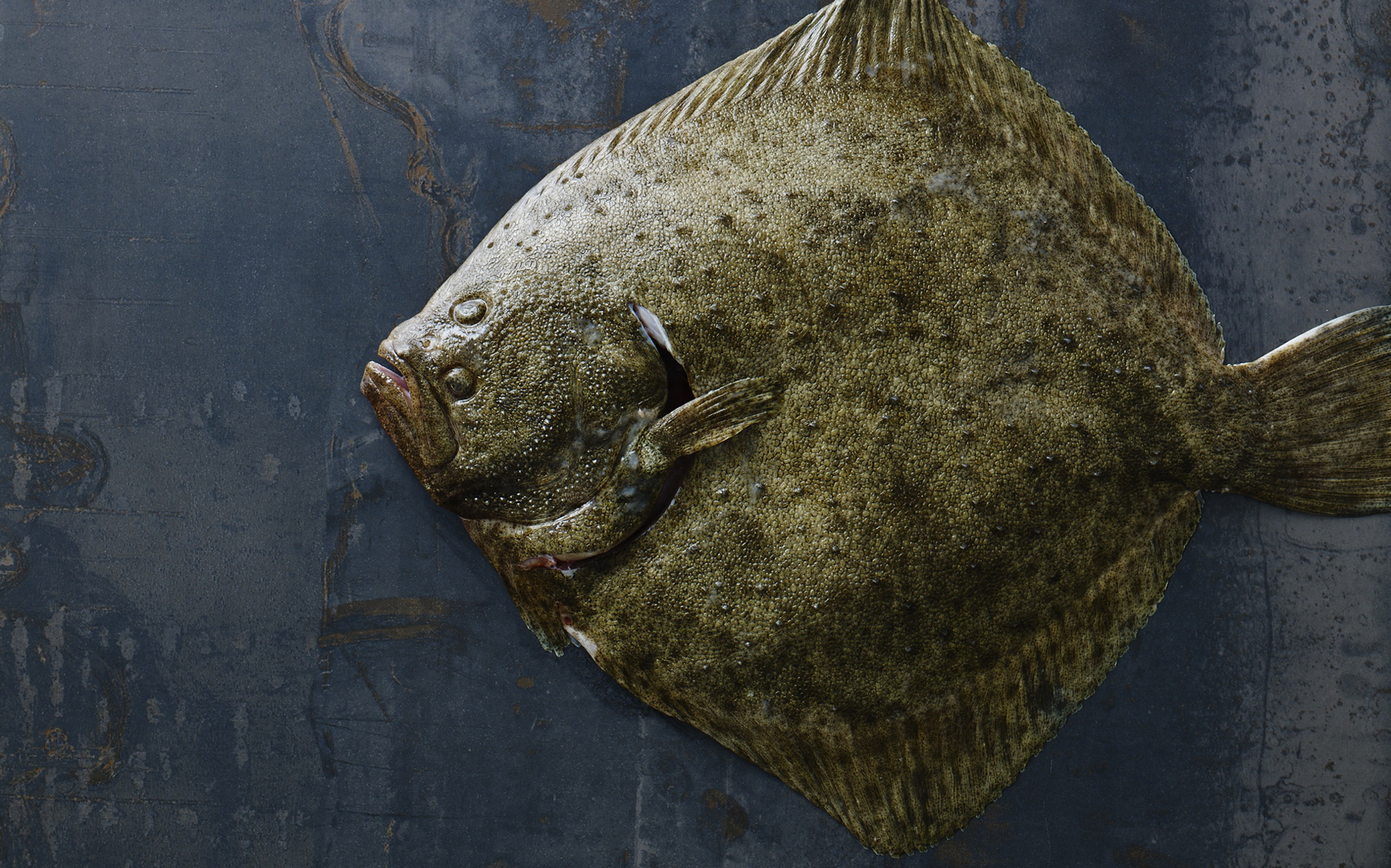 Hele pighvar, Hele pighvar